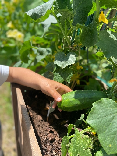 Gemüse aus dem eigenen Garten