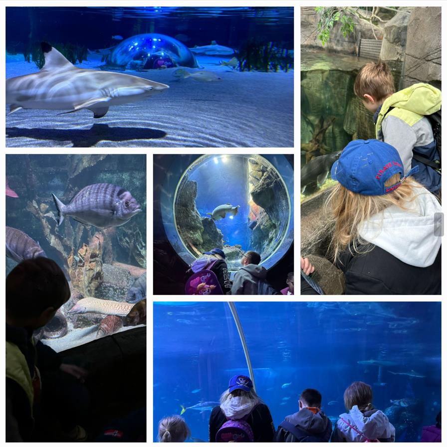 Ferienprogramm - Sealife